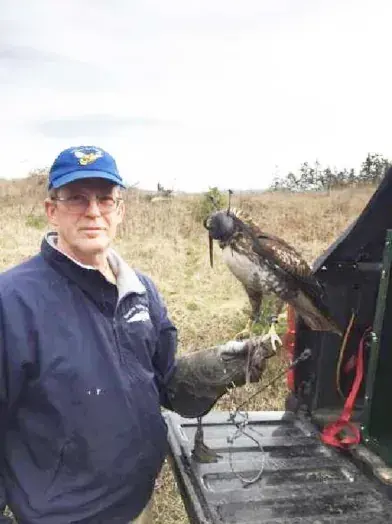 Hunter the Red Tail Hawk before release back into the wild.