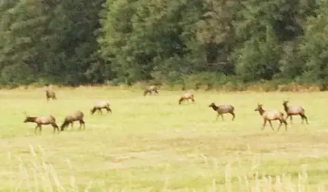 A herd of elk grazing in a meadow