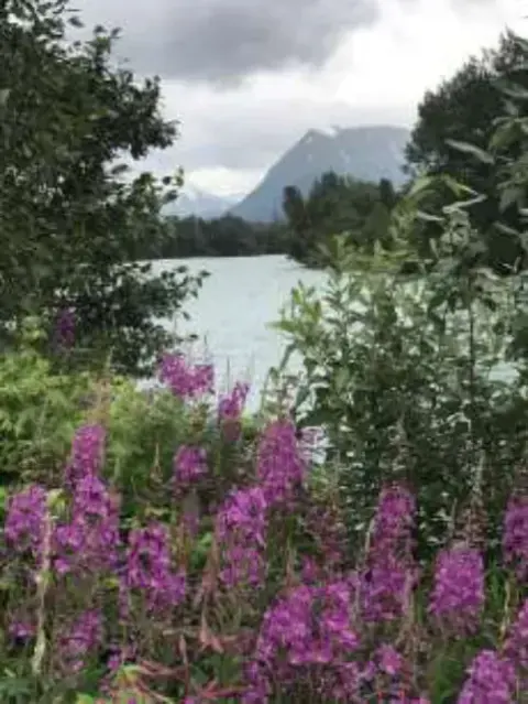 Alaska Fireweed … Lisa’s favorite flower