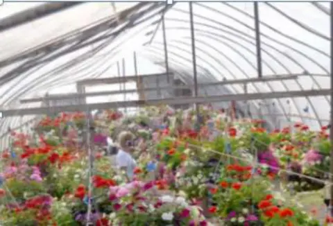 Rows of flowering plants inside a greenhouse