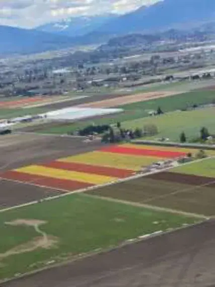 Aerial view of colorful tulip fields